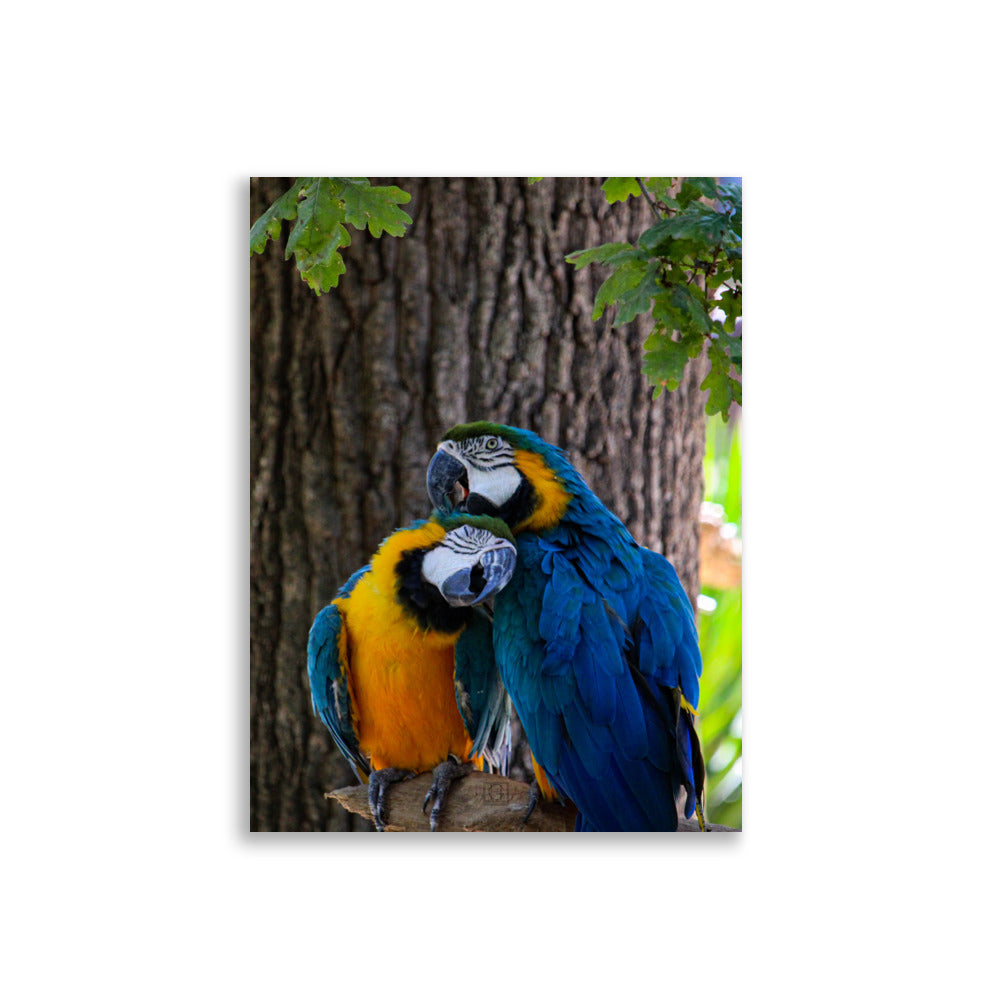 "Les inséparables" - photographie colorée d'un couple d'oiseaux exotiques par Hadrien Geraci