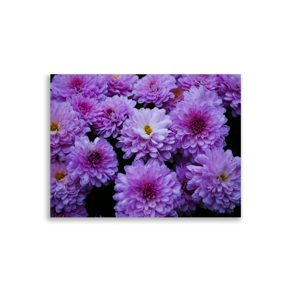 Photographie détaillée des chrysanthèmes violets par Math_Shoot, capturant la délicatesse et la richesse des couleurs pour une décoration intérieure raffinée.