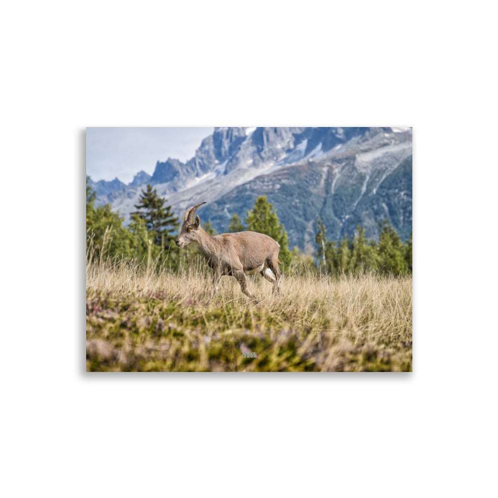 Photographie d'un jeune bouquetin agile dans les prairies alpines, capturée par Henock Lawson, montrant l'harmonie de l'animal avec les teintes dorées de l'environnement.