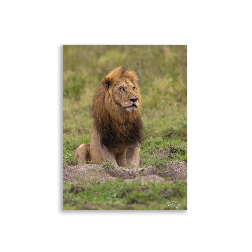 Photographie d'un lion majestueux dans la savane, capturée par Valérie et Cyril Buffel, mettant en avant sa posture noble et sa crinière riche en couleur.