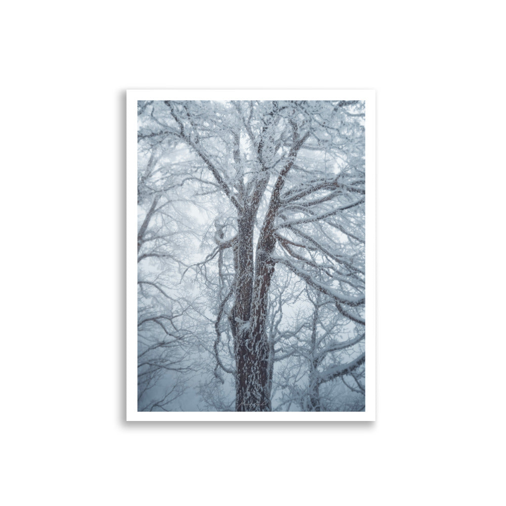 Photographie d'arbre enneigé