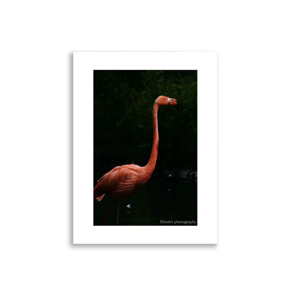 Flamant Rose