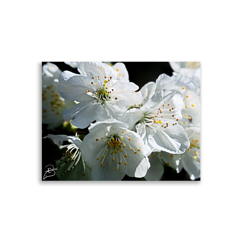 Poster de fleurs blanche