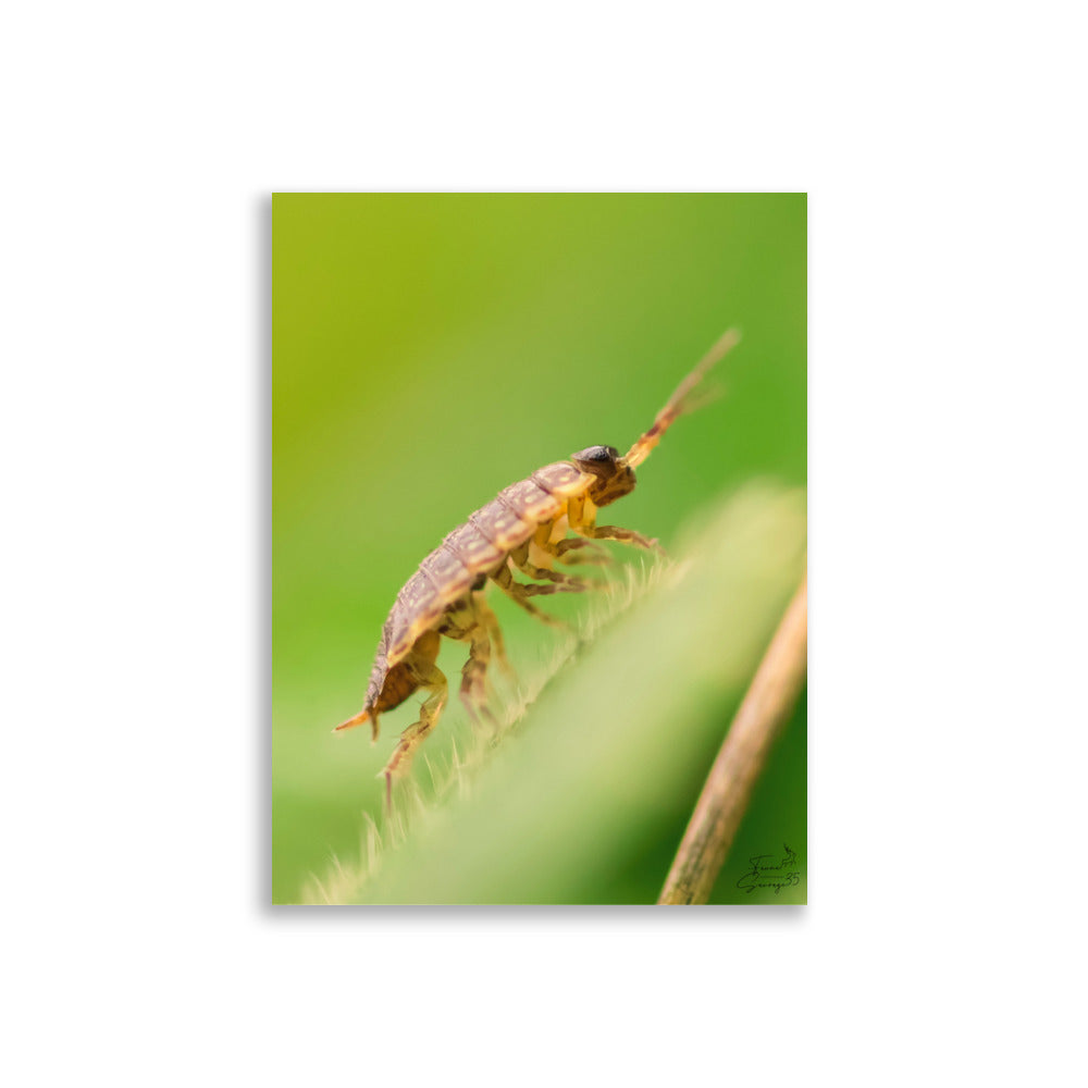Photographie macro d'insecte sur un Cloporte par Kévin Loyal