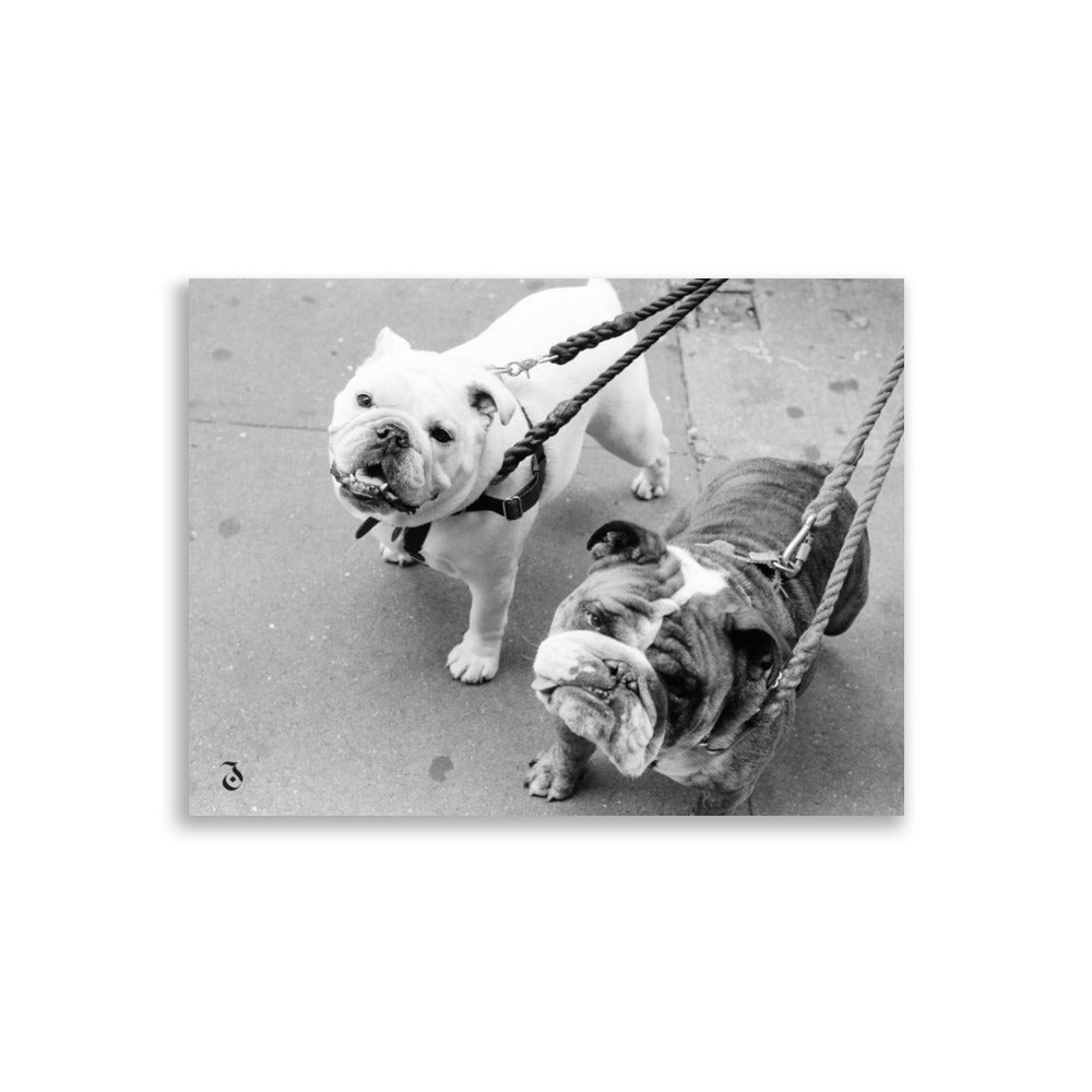 Photographie de rue en Argentique noir et blanc de deux bulldogs dans les rue de los angeles