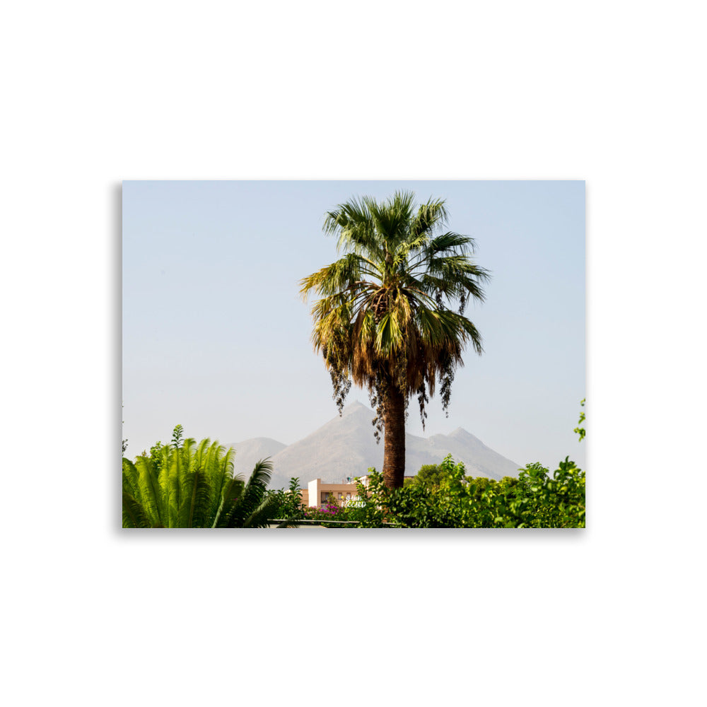Photograpie d'un palmier a Palermo