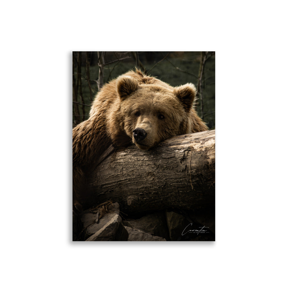 Affiche d'ours