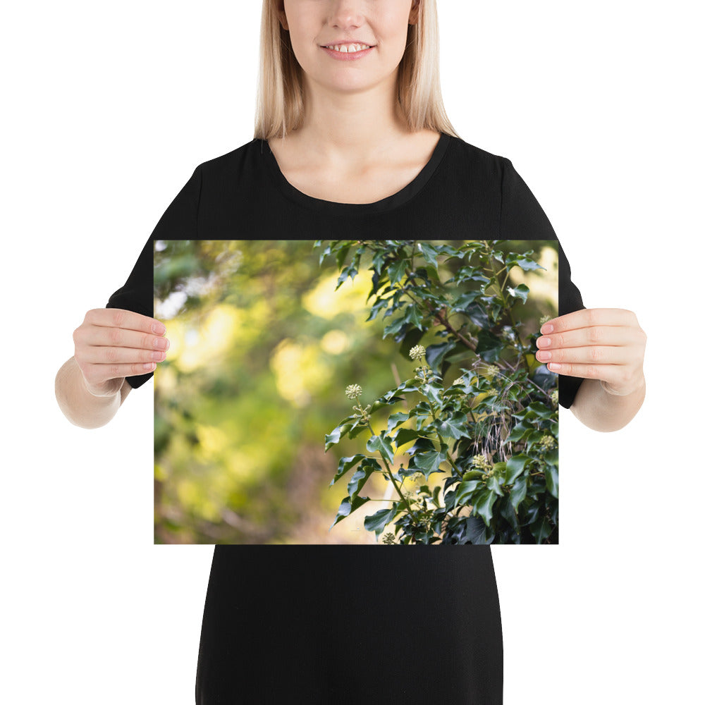 Poster photographique 'Lierre Grimpant', montrant un gros plan d'une plante grimpante en toute sa splendeur.