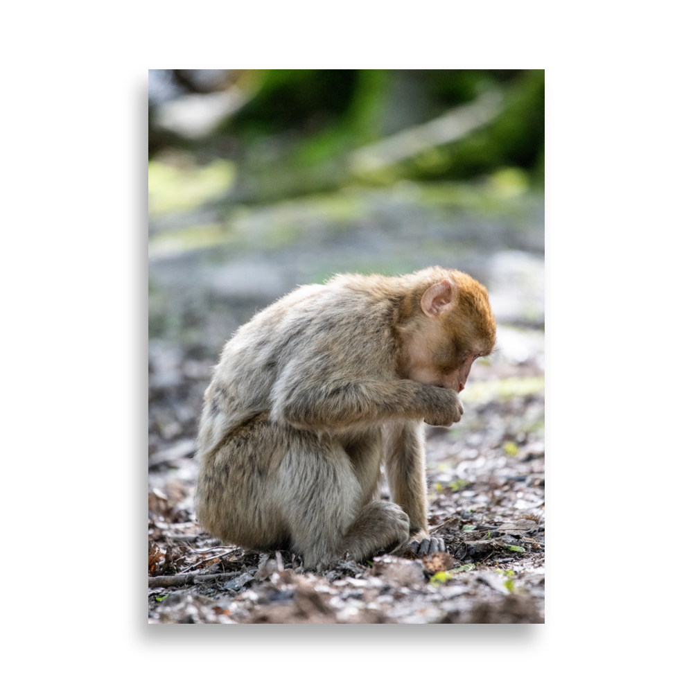 Poster - Macaque de barbarie N07 – Photographie de singe – Poster photographie, photographie murale et des posters muraux unique au monde. La boutique de posters créée par Yann Peccard un Photographe français.