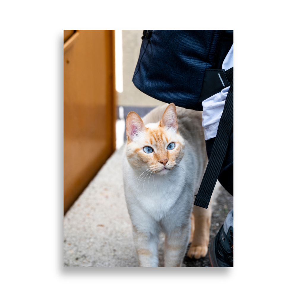 Photographie d'un chat majestueux aux yeux bleus