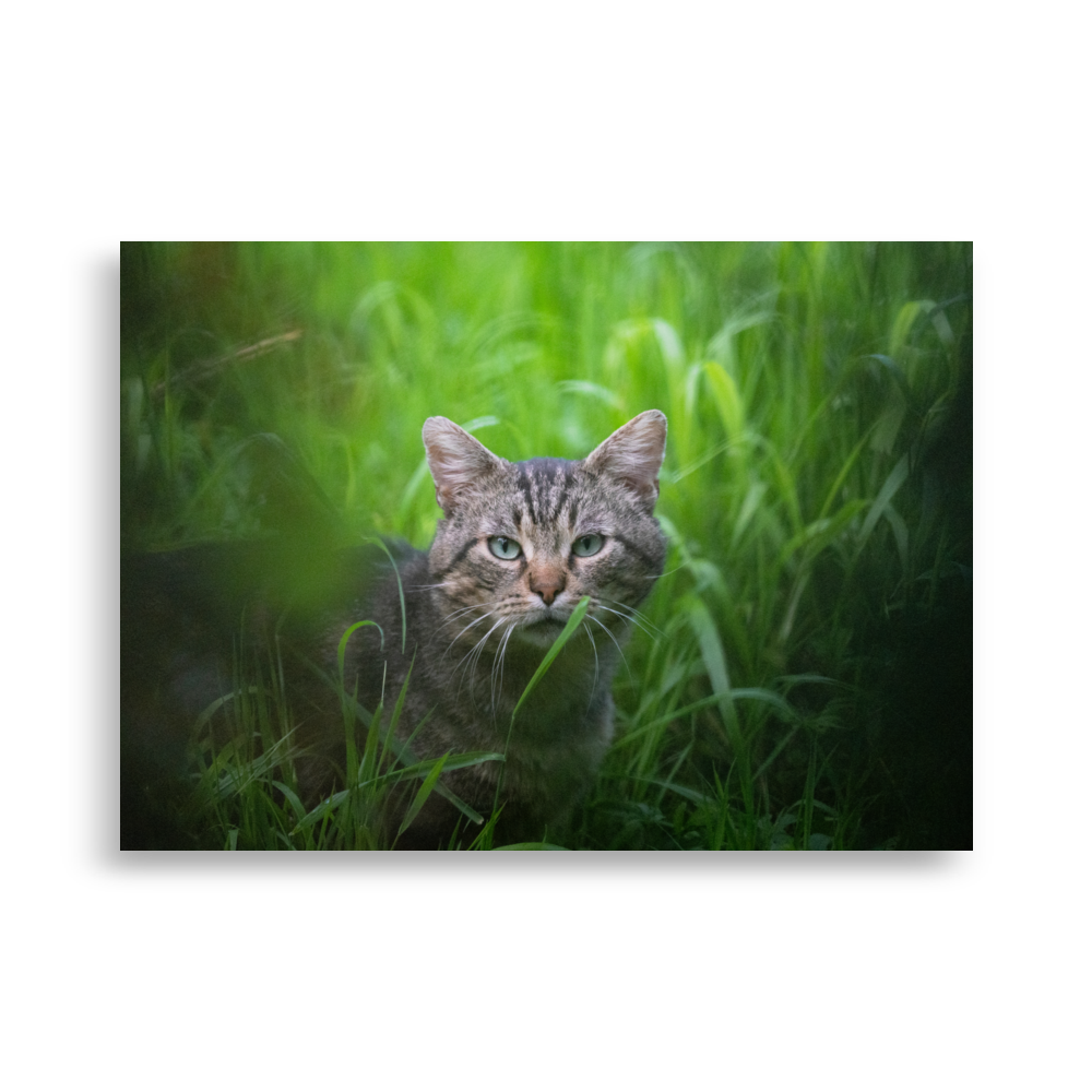 Poster de la photographie "Le chat européen", représentant un chat européen paisible dans un jardin de ville.