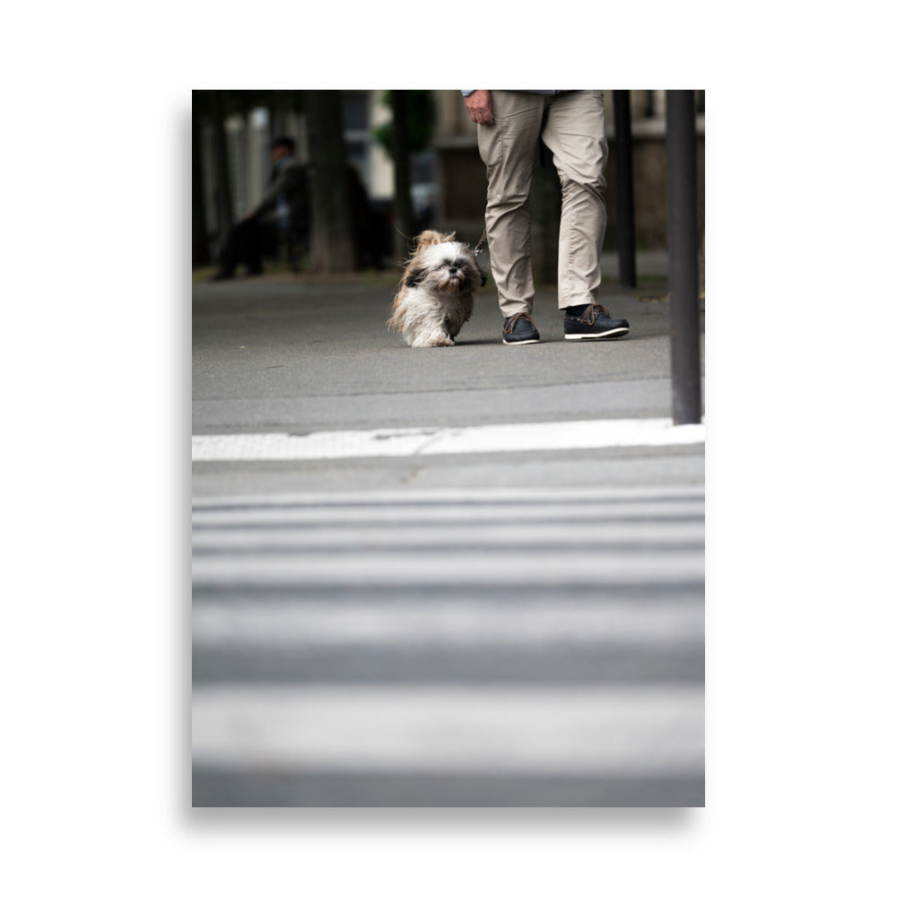 Poster de la photographie "Shih Tzu", une image capturant la douceur et la joie de vivre d'un chien de cette race.