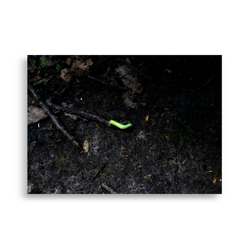 Une chenille verte N02 - Photographie captivante d'une chenille vibrante de couleurs - La Boutique du Poster
