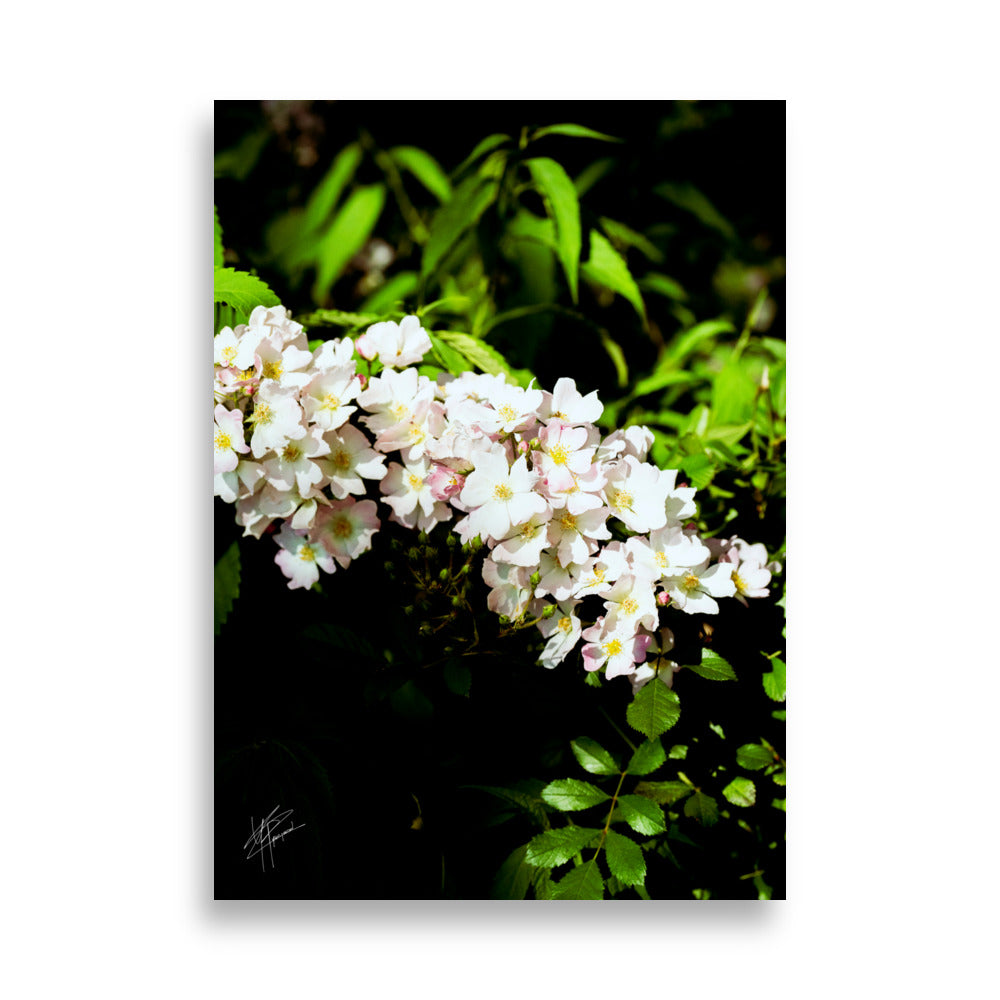 Fleurs blanches délicates du Rosier multiflore, capturées en détails exquis.