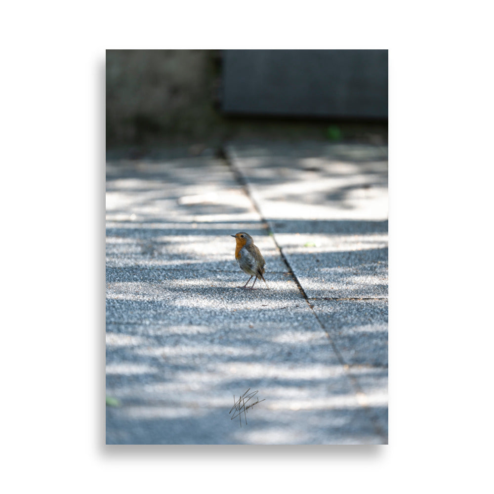 Photographie d'un rouge-gorge paisiblement posé sur une dalle au Parc André Citroën, symbolisant la sérénité naturelle au cœur de la ville.