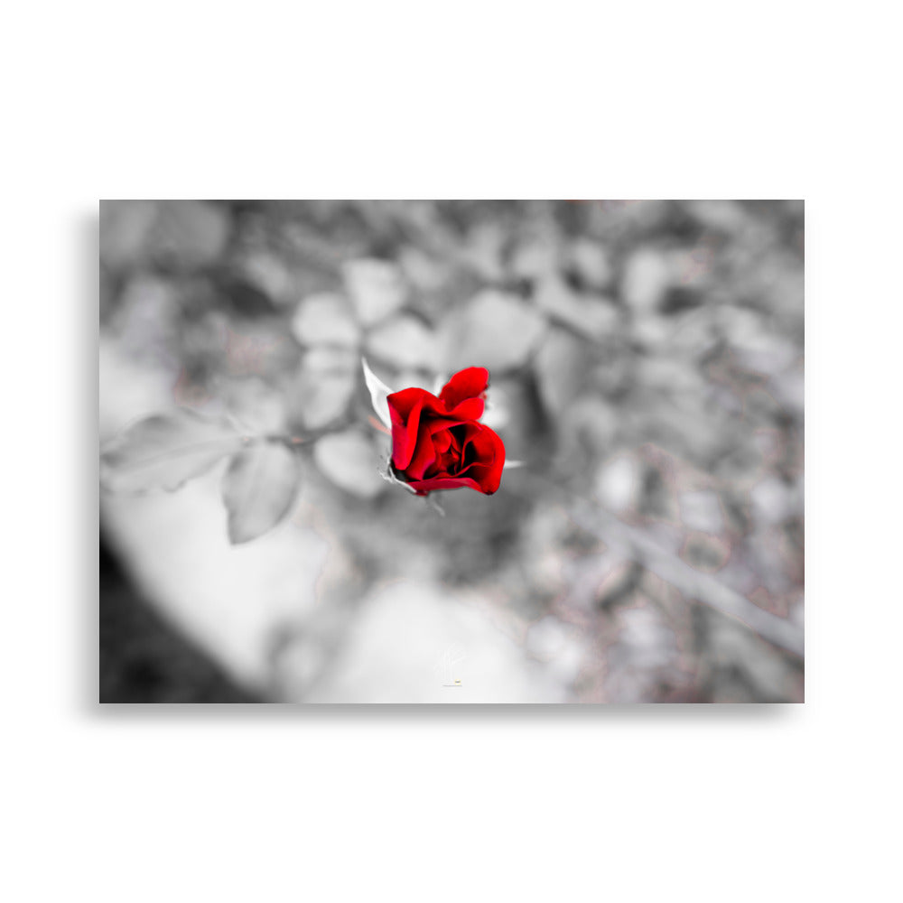Close-up d'une rose éclatante de couleur rouge, se distinguant sur un arrière-plan artistique en noir et blanc.