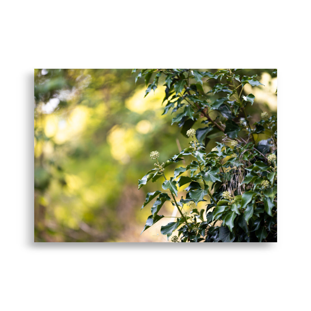 Poster photographique 'Lierre Grimpant', montrant un gros plan d'une plante grimpante en toute sa splendeur.