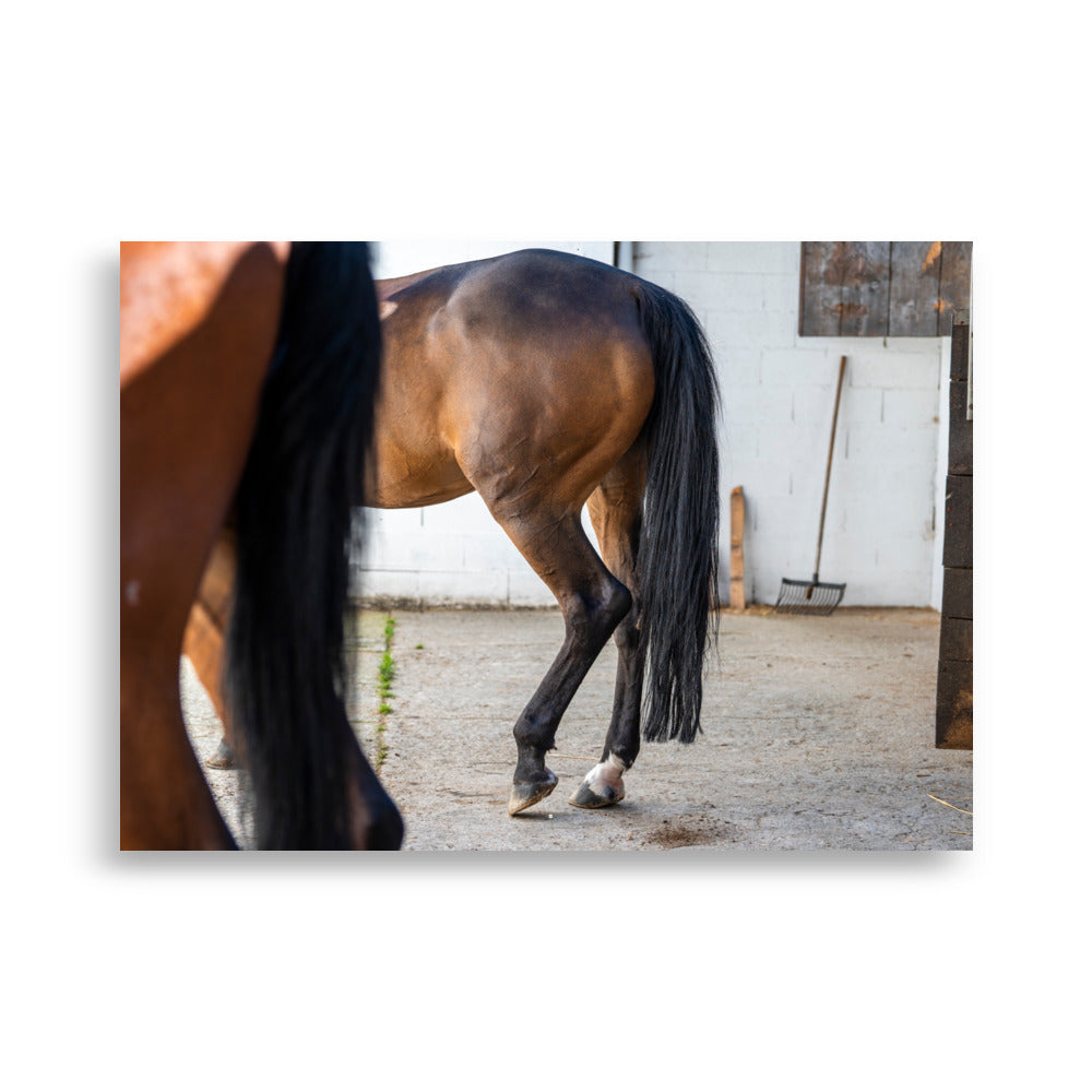 Photographie artistique 'Au repos dans l'écurie' dépeignant le mouvement gracieux d'un cheval, imprimée sur du papier de première qualité.