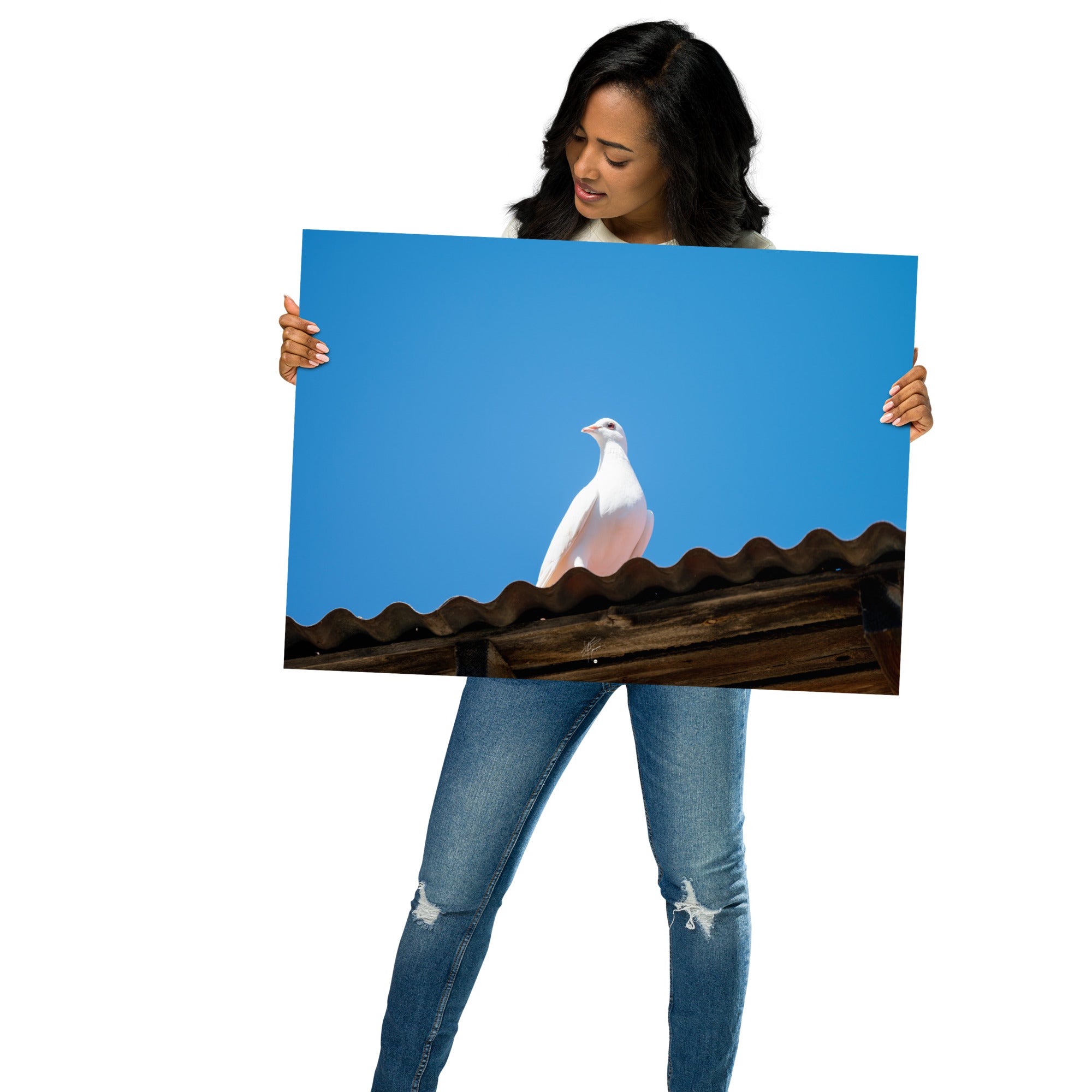 Photographie délicate 'Blanche Colombe' montrant un oiseau blanc en contemplation, imprimée sur papier haut de gamme.