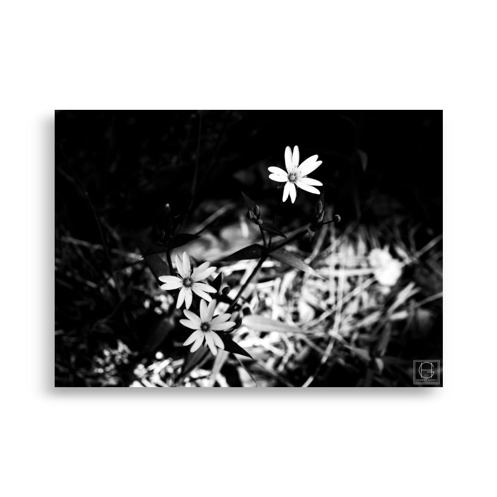 Trois fleurs blanches éthérées se détachant d'un fond noir intense, une interprétation monochrome par Hadrien Geraci.