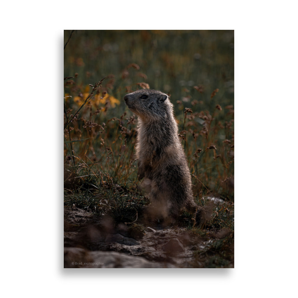 Marmotte curieuse sur un fond montagneux, illustrant la beauté de la faune, capturée avec précision par Brad_explographie.