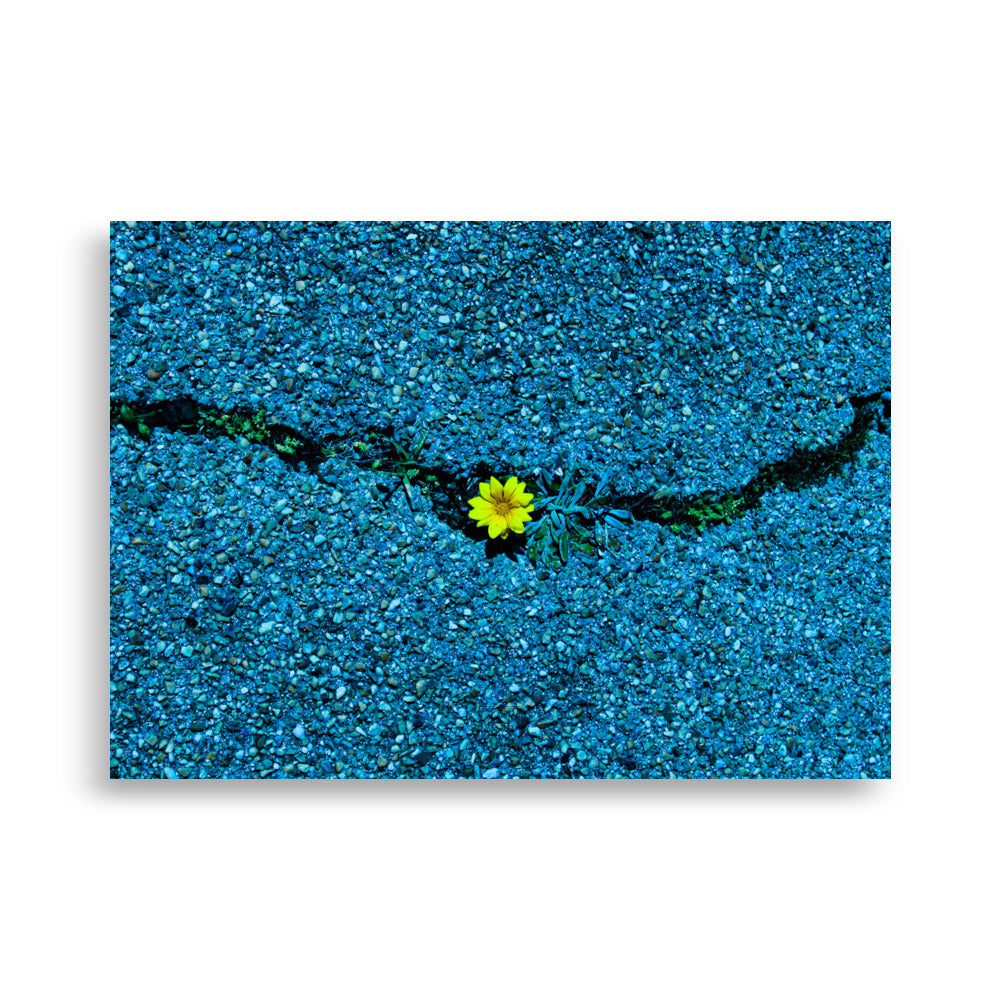 Fleur jaune brillante poussant à travers une fissure dans un sol en béton teinté de bleu, photographie réalisée par Hadrien Geraci.