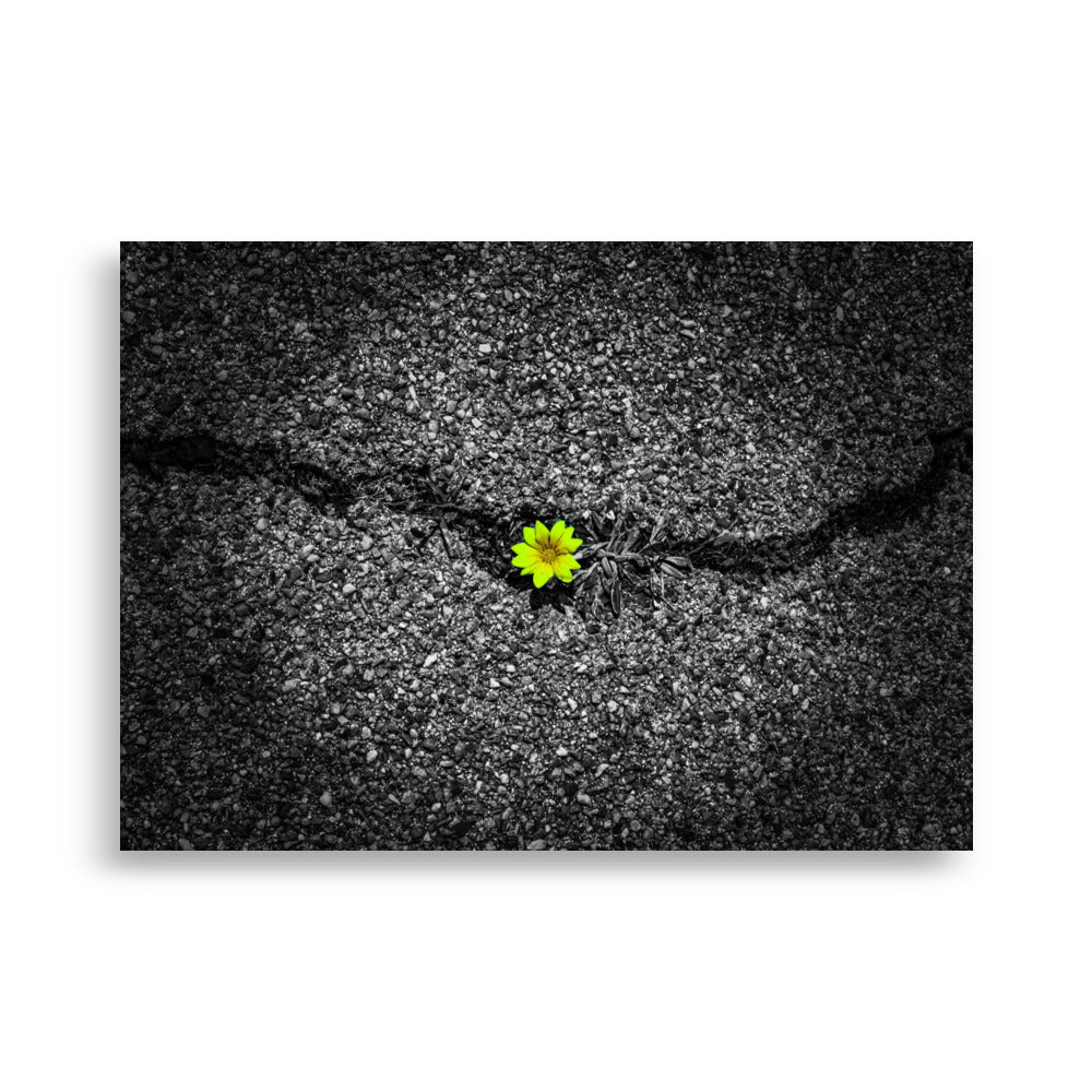 Fleur jaune resplendissante surgissant d'une fissure dans un sol en béton grise, une œuvre artistique réalisée par Hadrien Geraci.