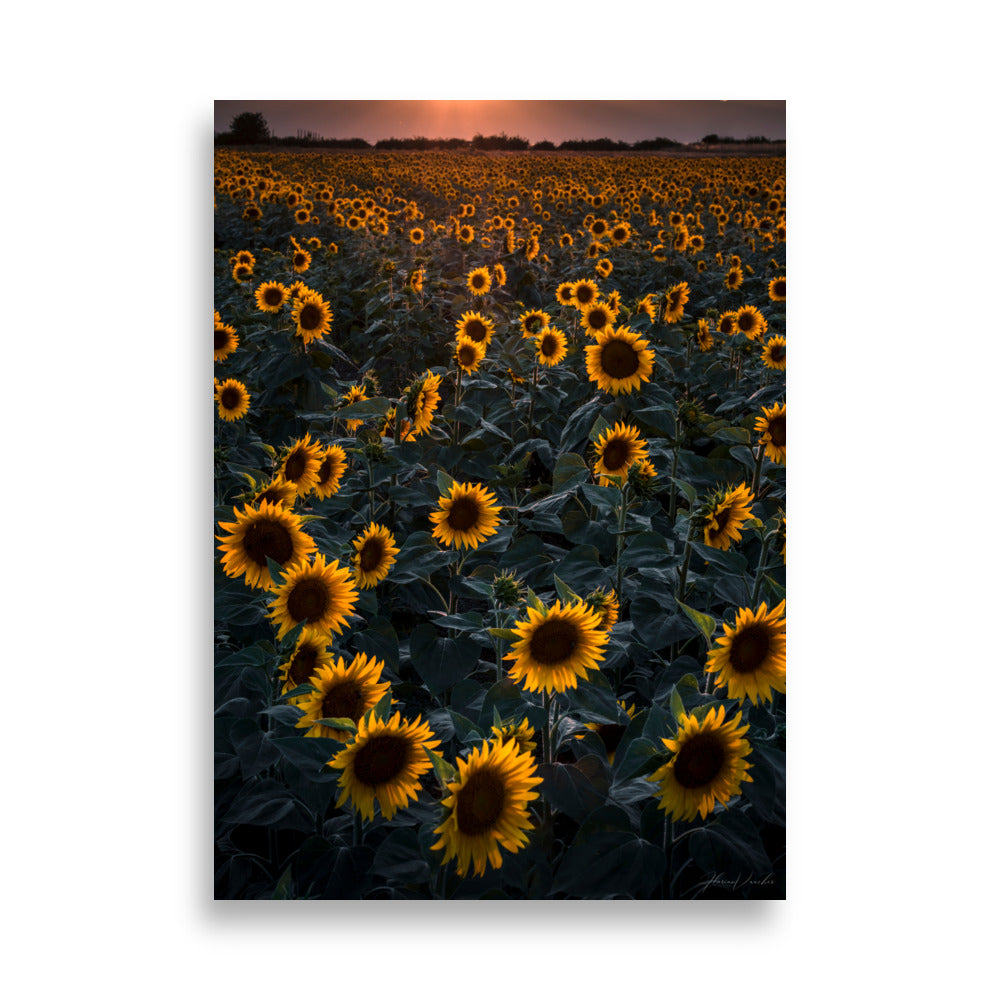 Champ de tournesols enveloppé dans la lumière dorée du crépuscule, photographié par Florian Vaucher.