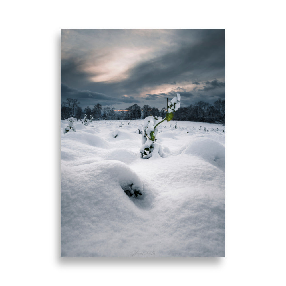 Photographie hivernale captivante montrant une plante verte solitaire au milieu d'un paysage enneigé, avec une forêt lointaine et un ciel nuageux en arrière-plan, œuvre de Florian Vaucher.