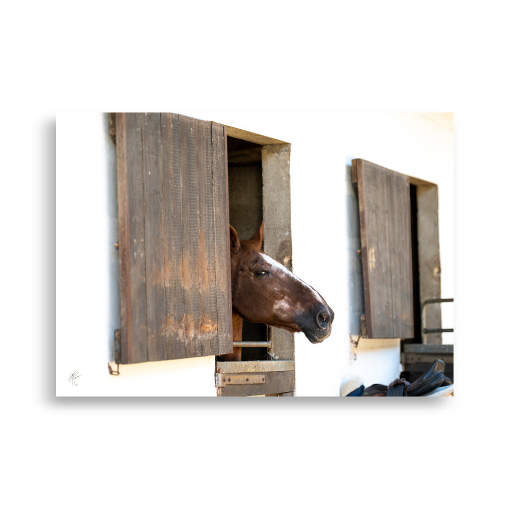 Poster photographique 'L'arrogant' représentant un cheval avec un regard audacieux, émergeant de son box, capture exquise par le photographe Yann Peccard. Le regard puissant du cheval et la qualité d'impression muséale enrichiront visuellement votre espace.