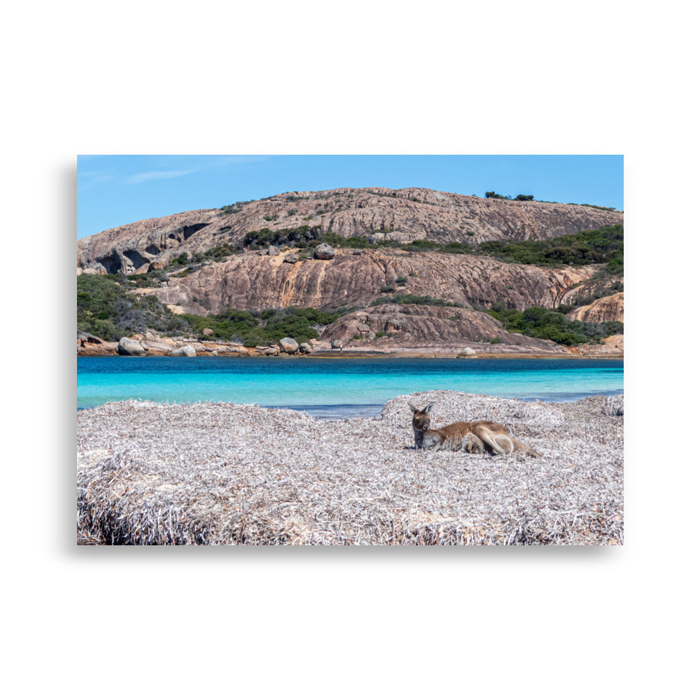 Photographie 'What's Up mate !' capturant un kangourou relaxant au premier plan, avec des eaux bleues lumineuses et des montagnes en arrière-plan, représentant l'essence sauvage et la beauté naturelle de l'Australie.