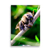 Photographie macro détaillée d'une abeille sauvage se posant sur une tige, capturant la complexité de sa structure, par Eli Bernet.