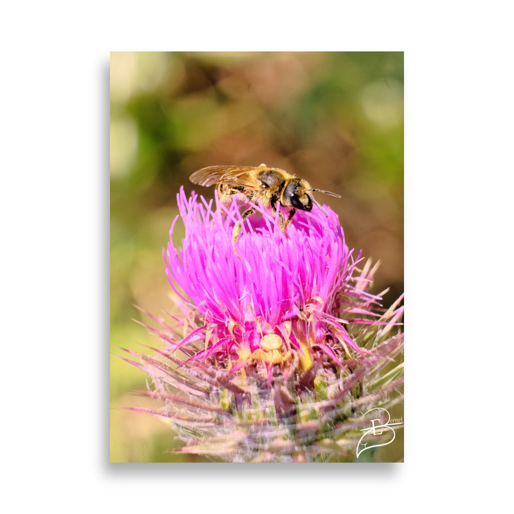 Photographie détaillée d'une abeille collectant du pollen sur une fleur de chardon marie, mettant en évidence la complexité de la nature, œuvre d'Eli Bernet.