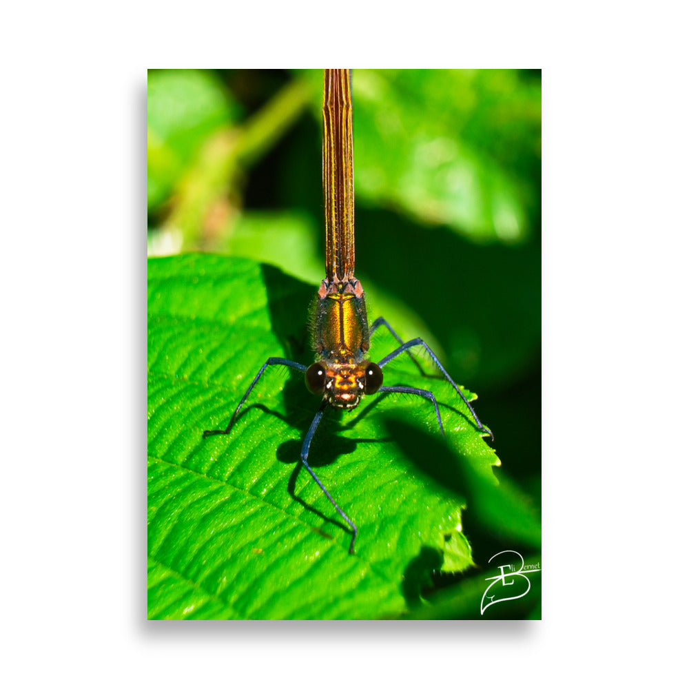 Photographie macro d'une femelle Libellule sur une feuille verte, les yeux fixant l'objectif, capturant la délicatesse de la nature, œuvre signée Eli Bernet.