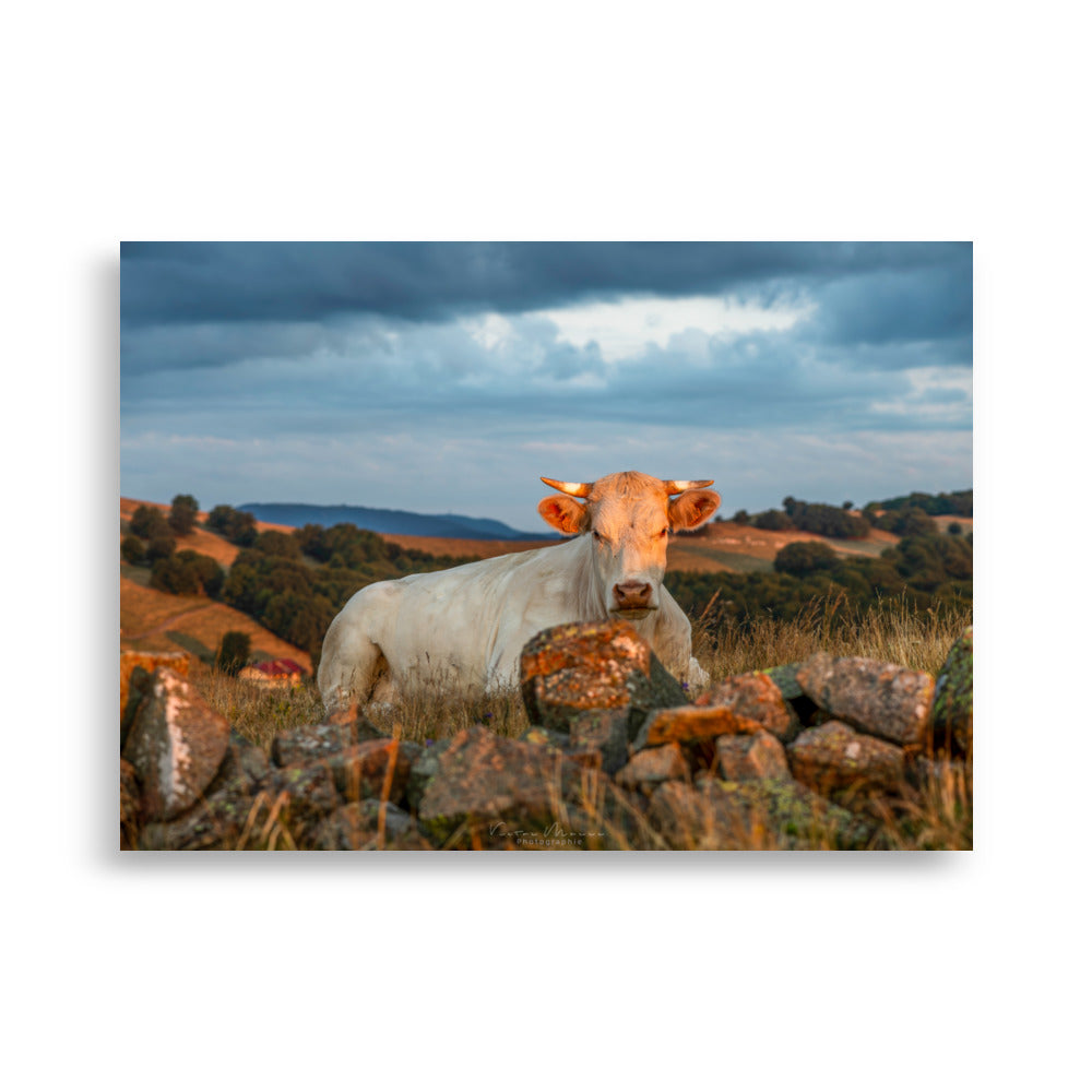 Poster 'Vache à l'Aube' illustrant une vache Charolaise entourée d'herbes hautes avec un fond montagneux au lever du soleil, photographié par Victor Marre.