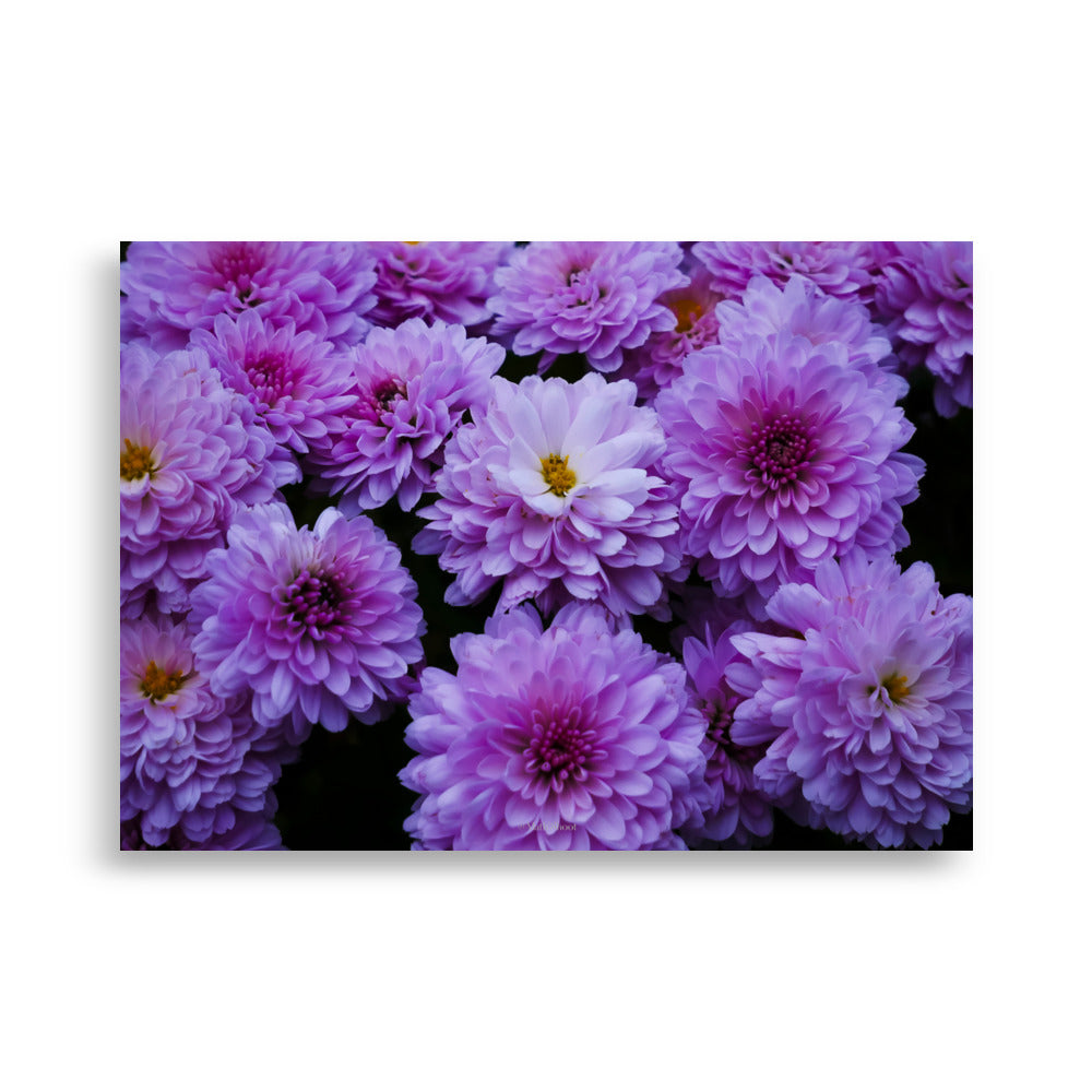 Photographie détaillée des chrysanthèmes violets par Math_Shoot, capturant la délicatesse et la richesse des couleurs pour une décoration intérieure raffinée.