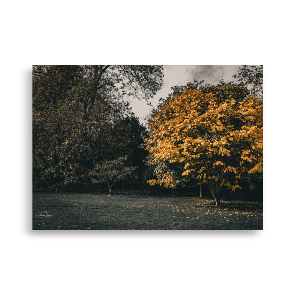 Photographie 'Arbre d'Automne' par Adrien Louraco, illustrant un arbre aux feuilles jaunes éclatantes sous un ciel clair.