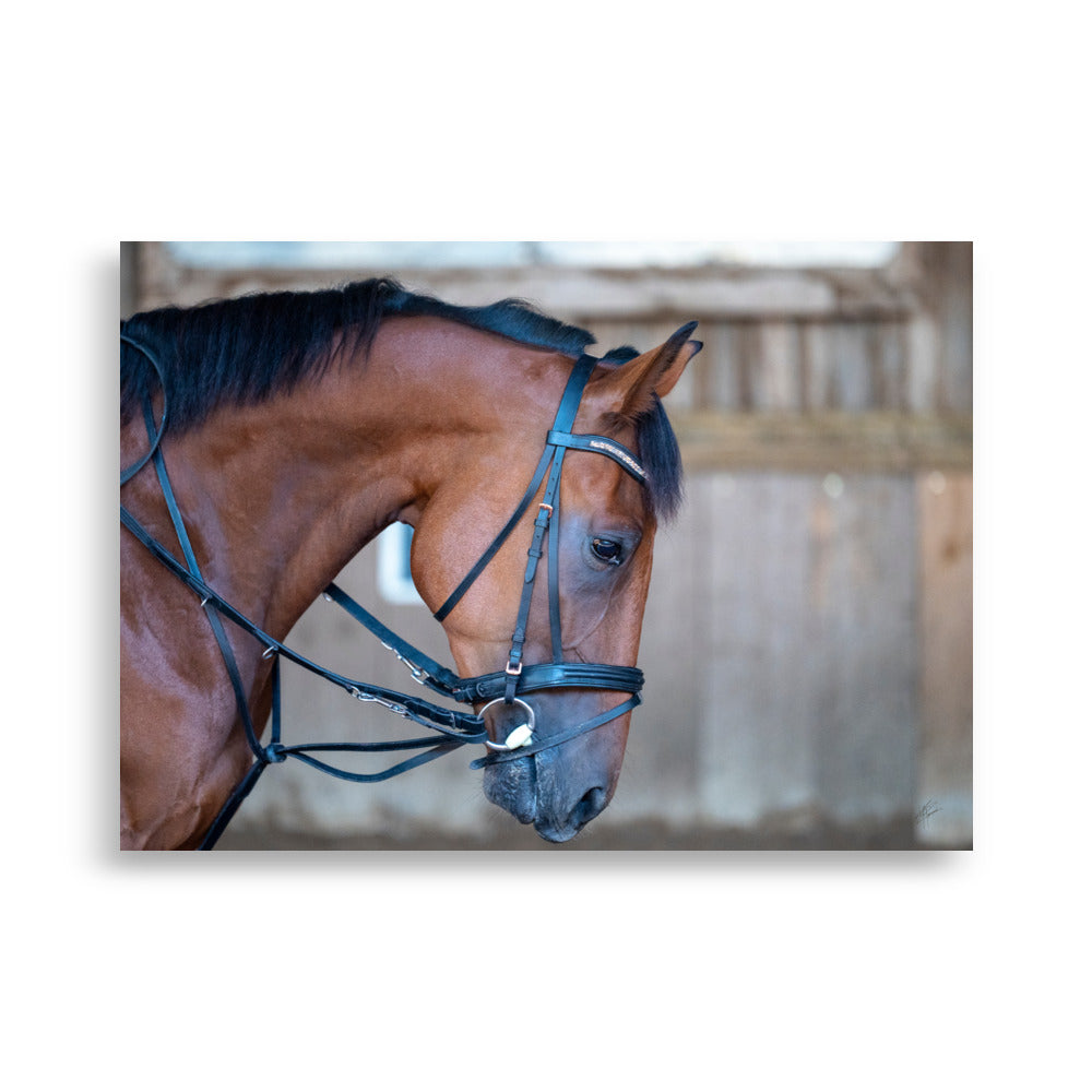 Photographie 'Évasion à Crinière' par Yann Peccard, capturant l'élégance et la puissance d'un cheval marron en gros plan.