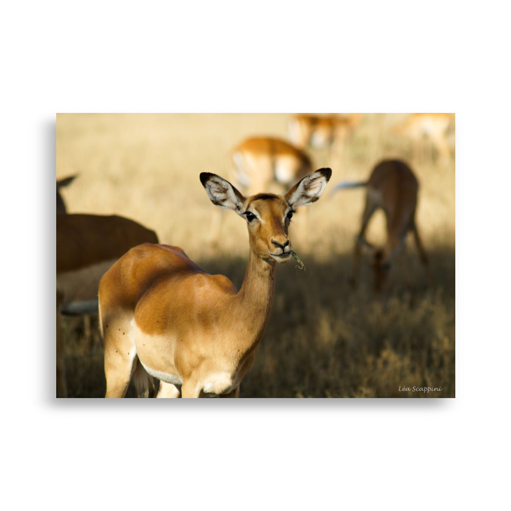 Photographie captivante d'une Gazelle de Grant dans les savanes du Serengeti, prise par Léa Scappini, idéale pour les amateurs de la faune sauvage et de la photographie animalière.