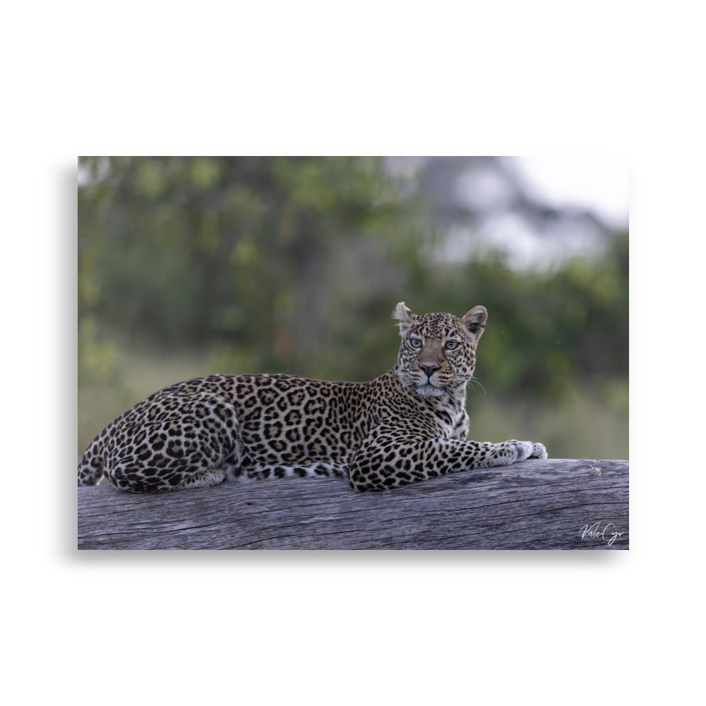 Photographie d'une léoparde reposant sur un tronc d'arbre dans le bush, capturée par Valérie et Cyril Buffel, soulignant sa grâce naturelle et sa beauté sauvage.