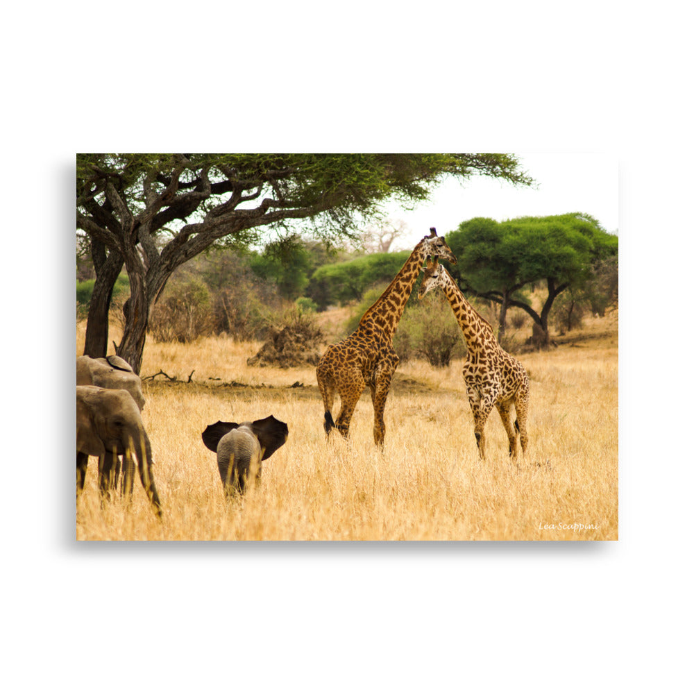 Poster "Savane" montrant un paysage africain avec des girafes et des éléphants, illustrant la beauté et la sérénité de la savane.