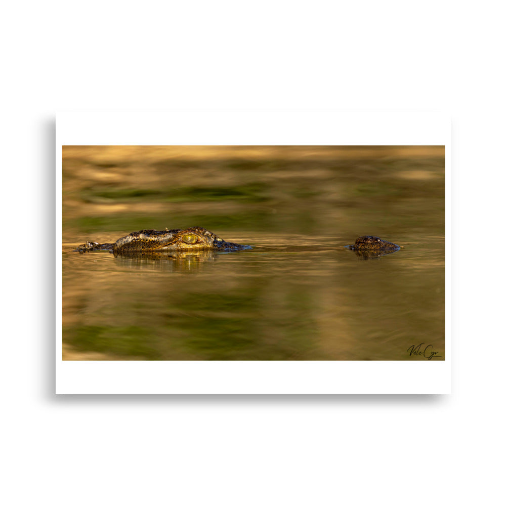 Poster photo crocodile