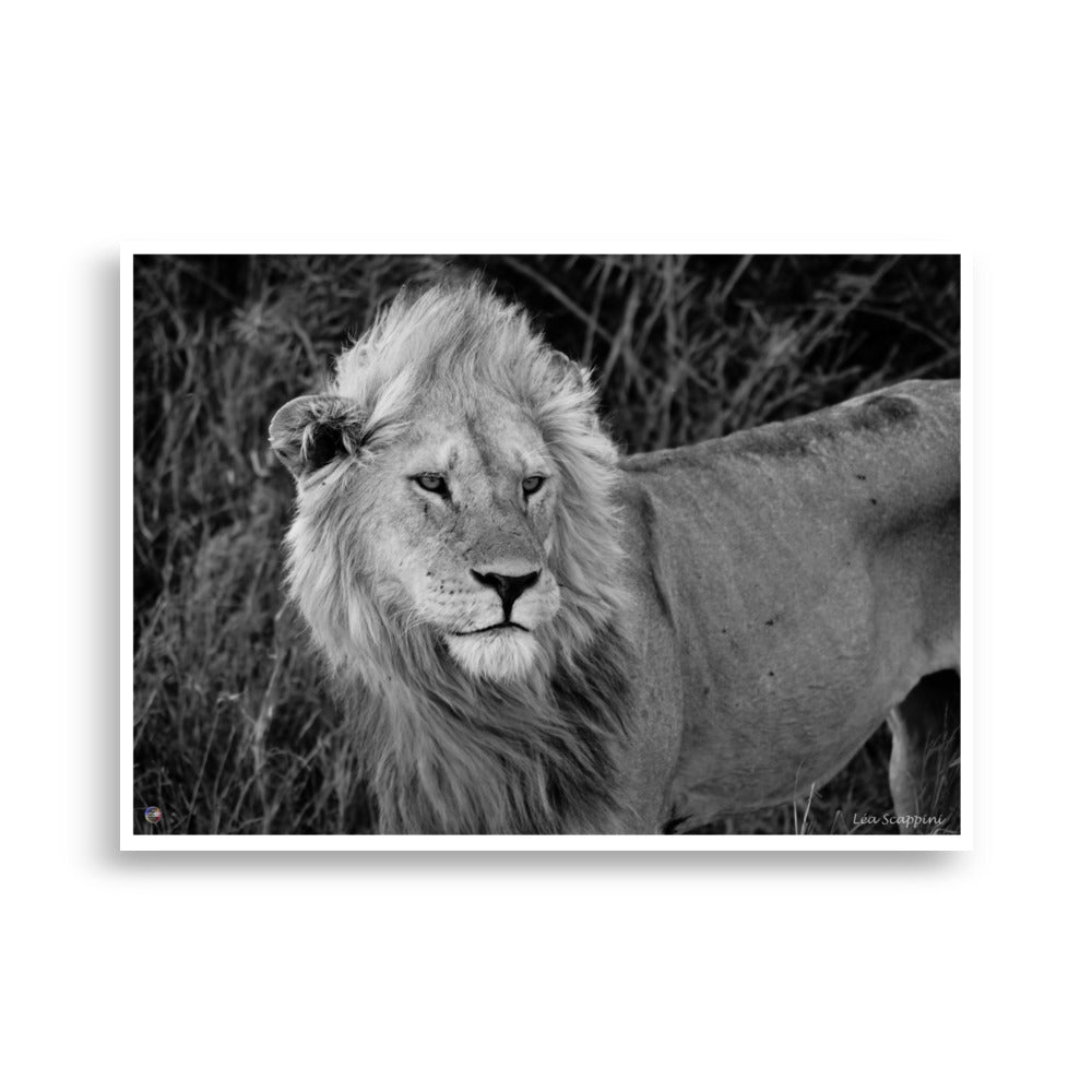 Affiche Lion savane