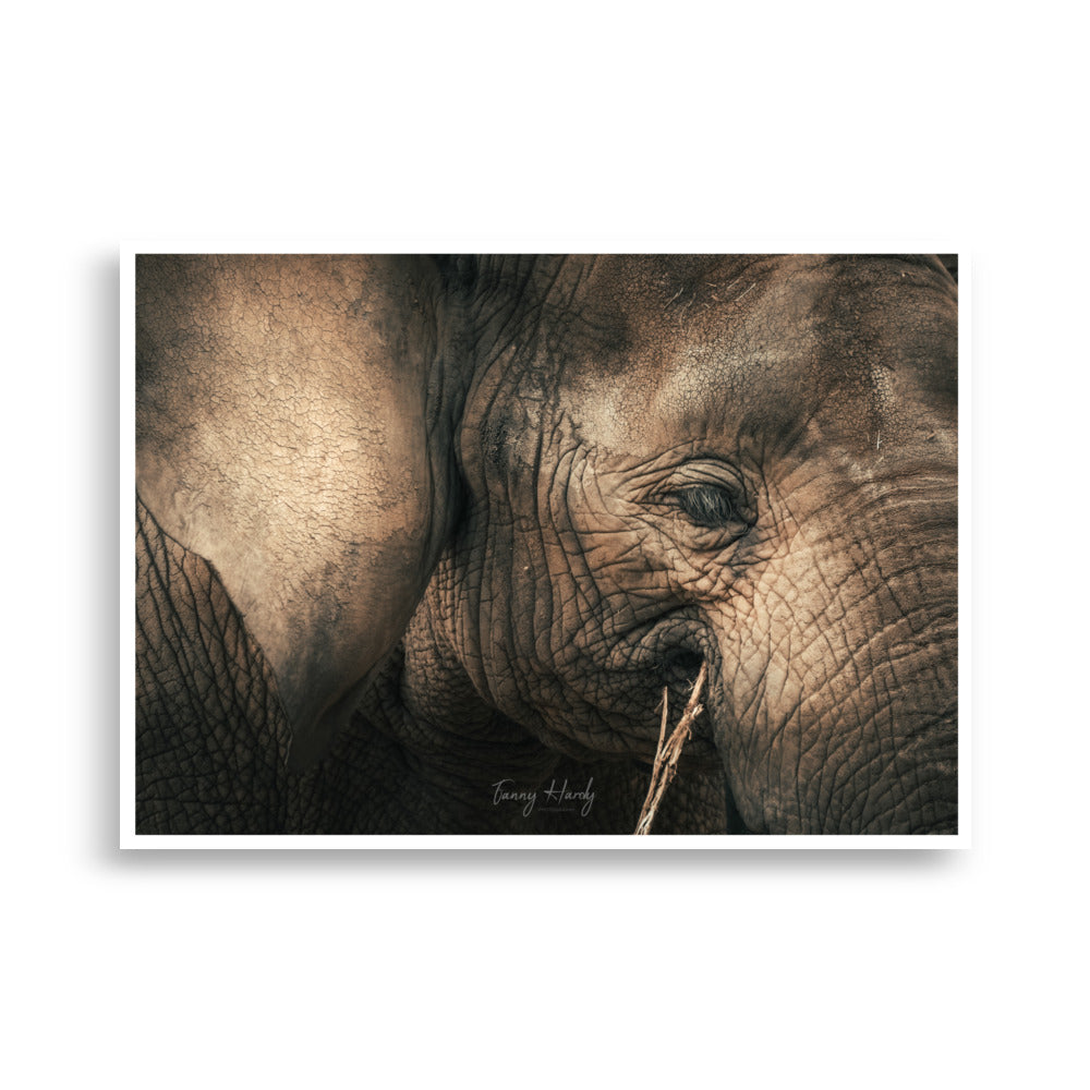 Poster éléphant