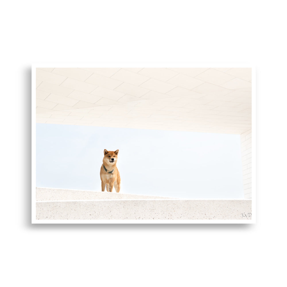 Poster Shiba