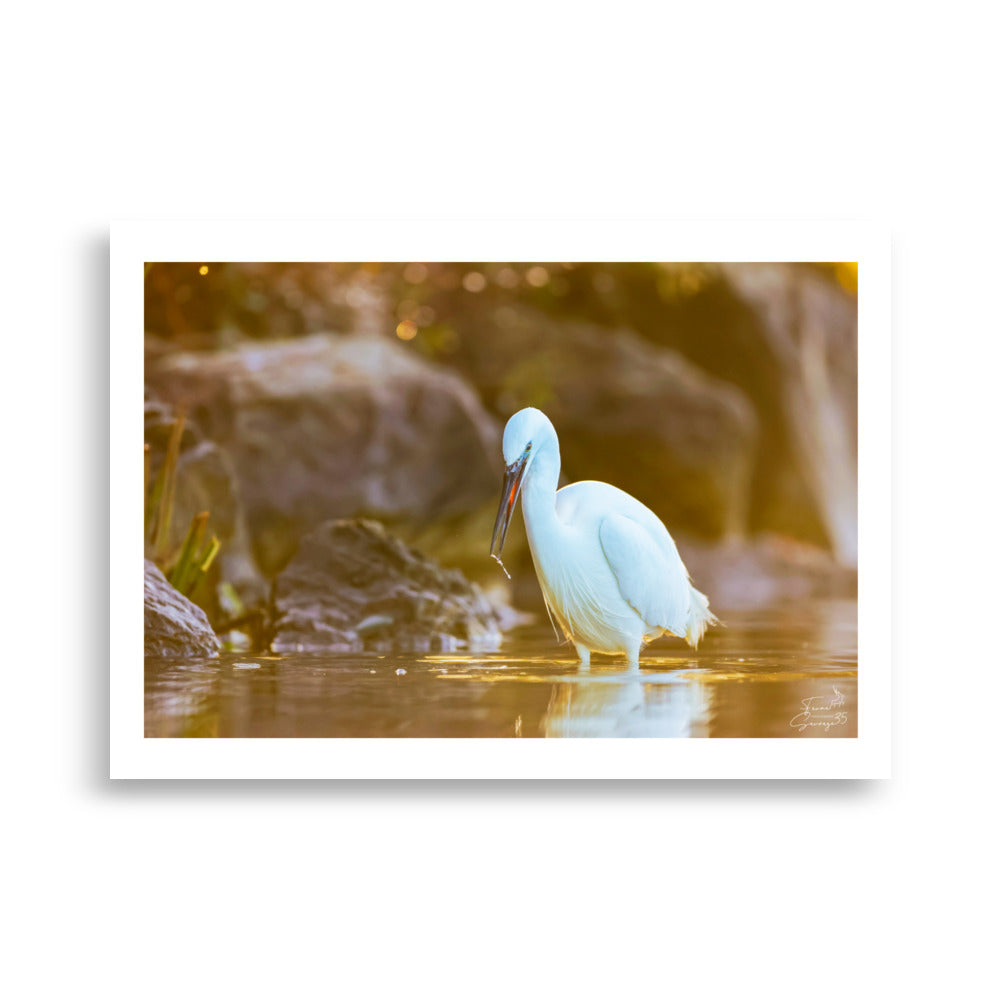 Photo d'un aigrette