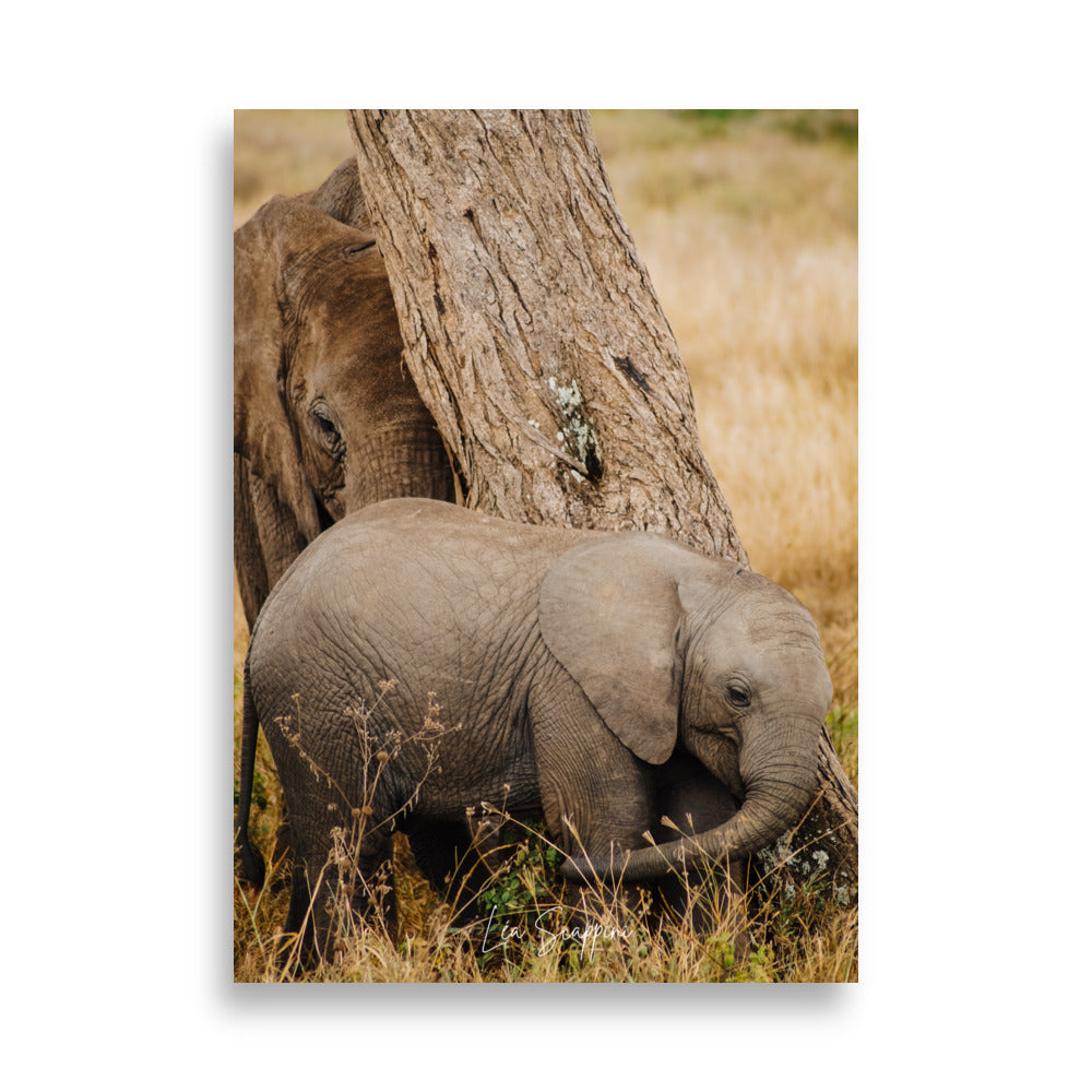 Poster d'un elephanteau