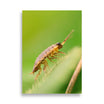 Poster de cloporte insecte Macro