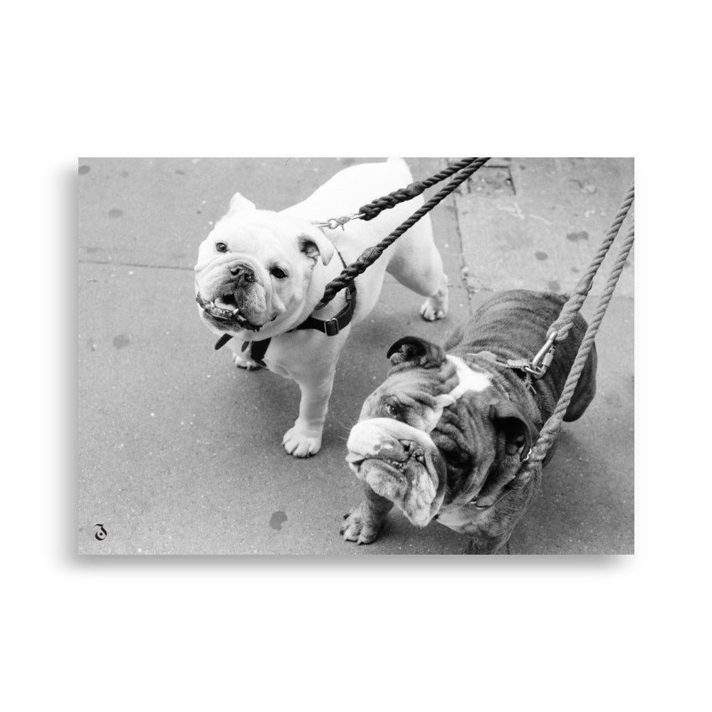 Poster Bulldogs noir et blanc