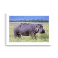 Poster d'un hippopotame